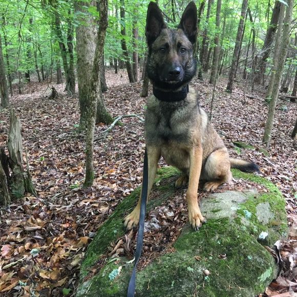 Meet your Posher, Travis - Picture 1 of 1